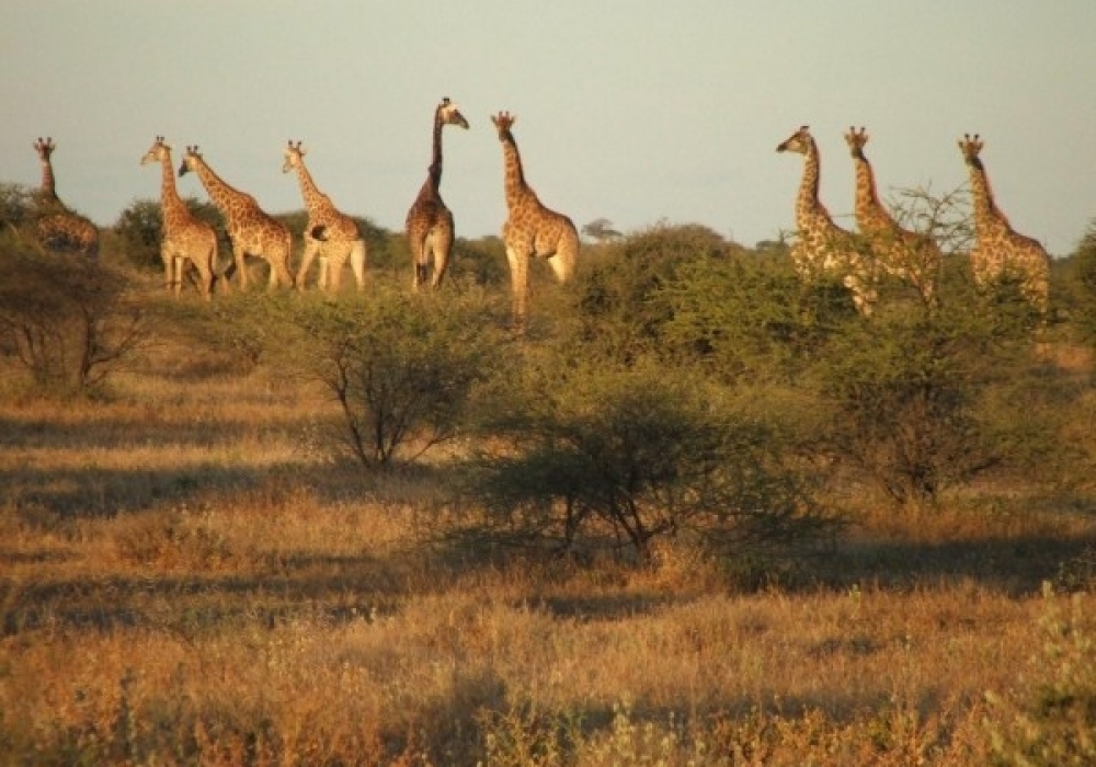 Giraffe_1721_600_450_cy_100