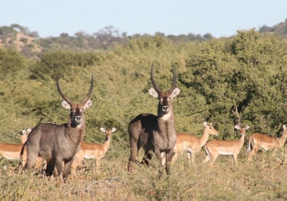 waterbuck_impala_RES_600_379_cy_100