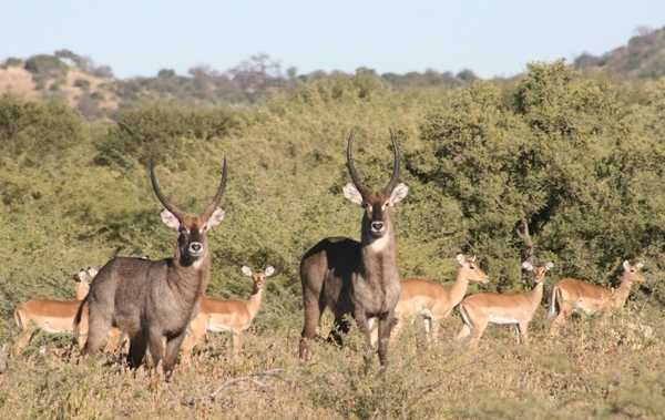 waterbuck_impala_RES_600_379_cy_100