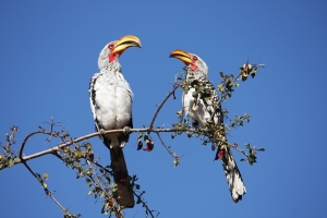 Horn_Bills_300_200_cy_100